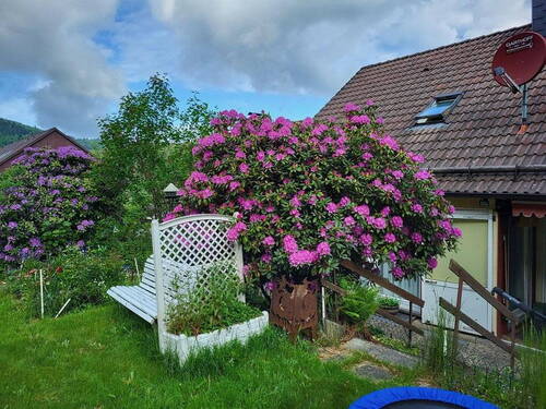 Bild 11 - 