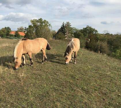 Tierhaltung möglich - Einfamilienhaus in Wettin-Löbejün OT Mücheln zum Kaufen