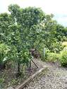 Garten am Carport - 