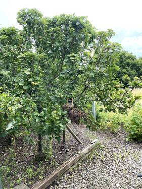 Garten am Carport - 