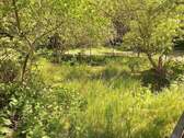 Teich - 