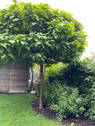 Garten - 