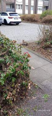 ein Kaninchen vor dem Haus - 