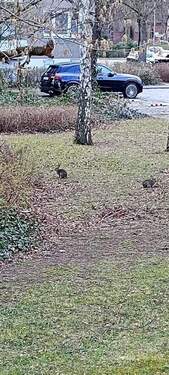 zwei Kaninchen hinterm Haus - 