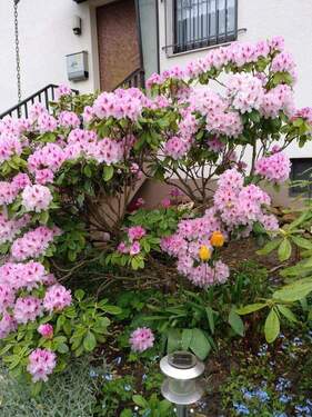 Haus-Eingang im Frühjahr - 6 Zimmer Einfamilienhaus zum Kaufen in Oberursel