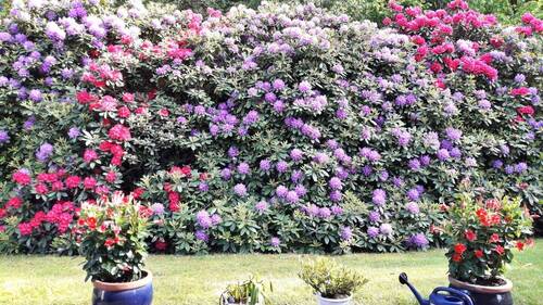 Blütezeit im Garten - 