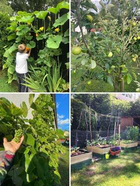 Grüne Oase mit Obst und Gemüse - 