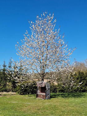 Ruheoasen im eigenen Garten - 