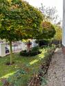 Vorgarten - 