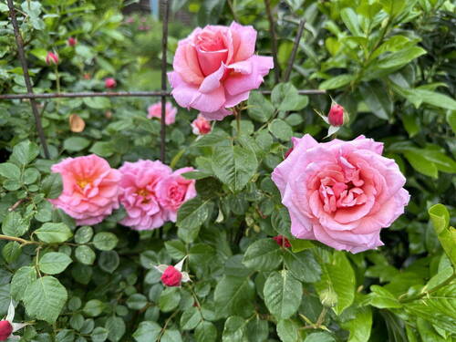 Garten - 9 Zimmer Einfamilienhaus in Ludwigslust