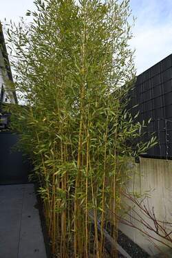 Ansicht - Einfamilienhaus mit 227,00 m&sup2; in Blies-Ébersing zum Kaufen