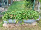 Erdbeeren - 