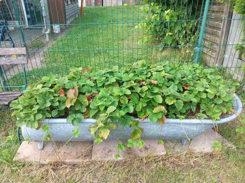 Erdbeeren - 