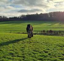 PferdehaltungMehrgenerationenwohnenVermietung: Fachwerkhofensemble mit 2 Wohnhäusern, Nebengebäuden, großem Offenstall und ca. 1,7 ha Eigenland! - Nümbrecht Ödinghausen