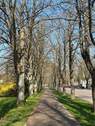 Kastanienallee in der Nähe - 