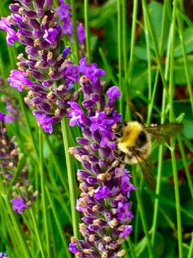 Biene - 