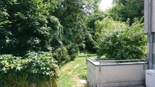 Weg zum Wald - 