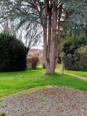 Blaufichte im Garten.jpg - 