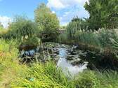 Seerosenteich - 