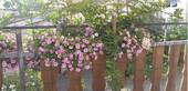 Balkon mit Blumen - 