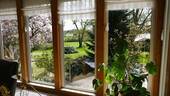 Blick in den Garten - 