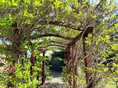 LAUBENGANG _ TERRASSE - 