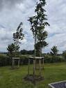 Bild 19 - 