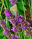Lavendel.JPG - 