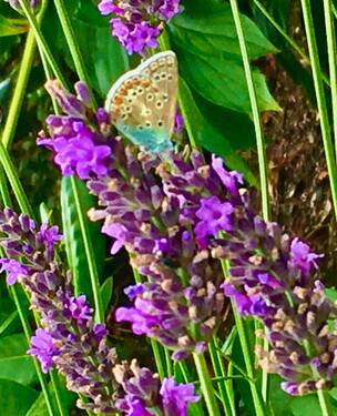 Lavendel.JPG - 