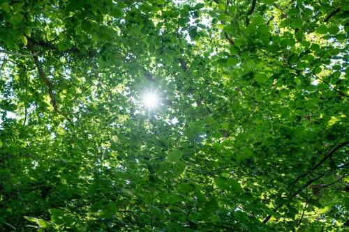 Foto Grundstück - BLANKENESE FALKENSTEIN: BAUGRUNDSTÜCK IN FEINSTER LAGE