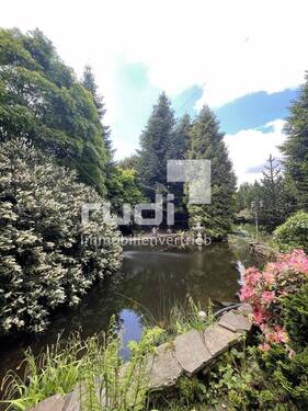 Teich - 