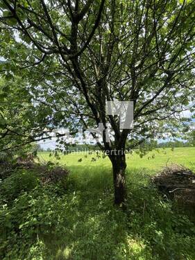 Wiese - 