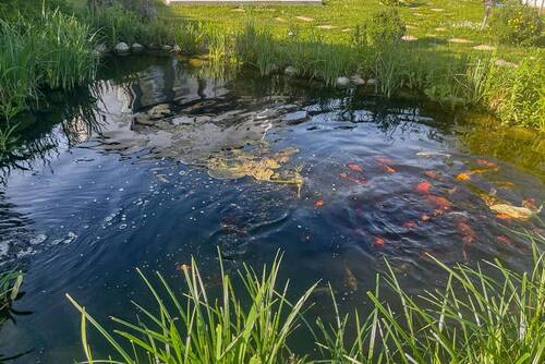 Koikarpfen Teich - 