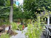 Buddha-Teich - 