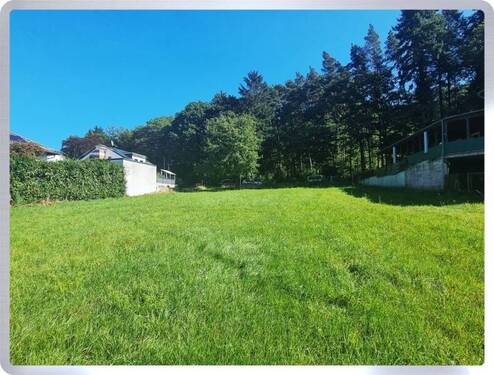 Blick Richtung Wald - 