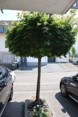 Bild 10 - 2 Zimmer Etagenwohnung zur Miete in Alfter