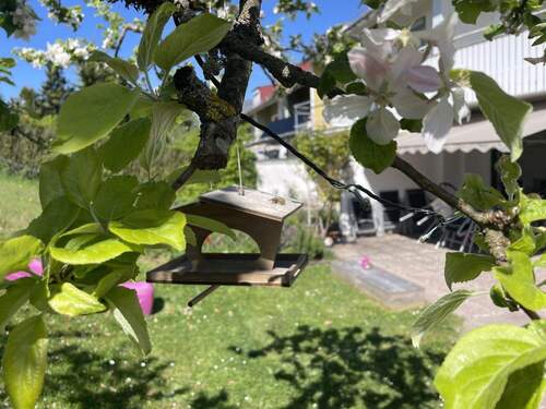 Apfelbaum mit Vogelhaus - 