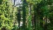 Aussicht Inn - Dachgeschoss - 