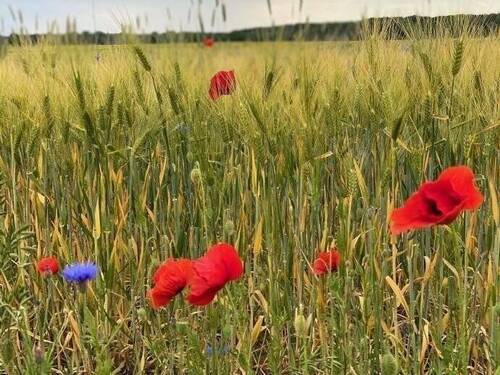 Natur Pur - Grundstück zum Kaufen in Nauen