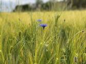 Natur Pur - Grundstück in Nauen zum Kaufen