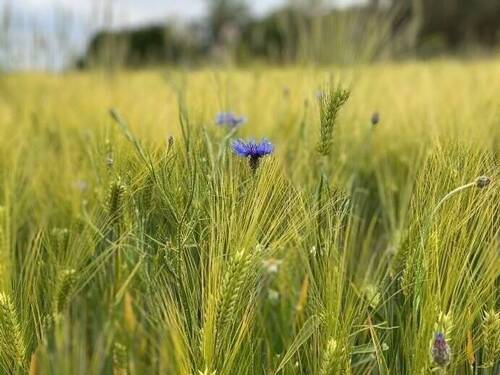 Natur Pur - Grundstück in Nauen zum Kaufen