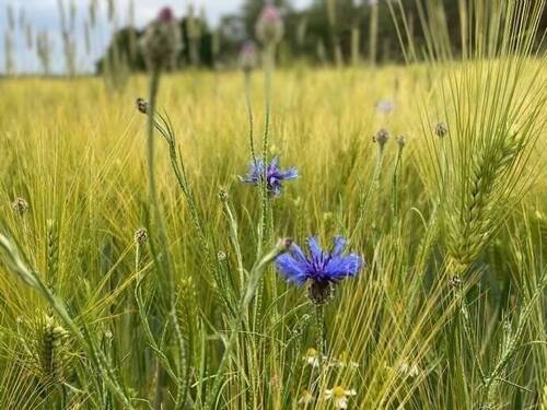 Natur Pur - 