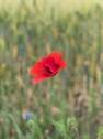 Natur Pur - 