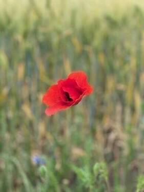 Natur Pur - 