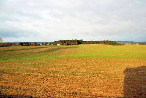 Bild 1 - Fruchtfolge im Eigenanbau - Ackerfläche auf Usedom