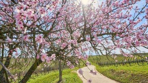 Mandelblüte Deidesheim - 2 Zimmer Etagenwohnung zum Kaufen in Deidesheim