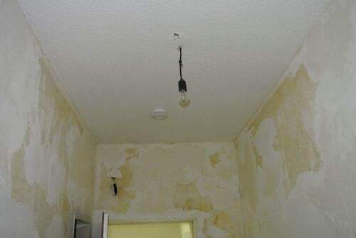 bug39dieledeck04.JPG - 