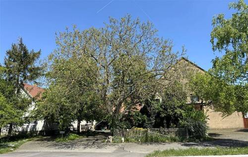Hof - 5 Zimmer Bauernhaus, Landhaus zum Kaufen in Steinsfeld