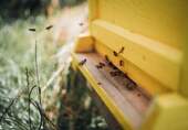 Special - Urban Beekeeping - 