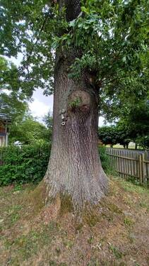 hinterer Gartenbereich - 